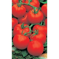 articul-A283009